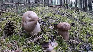 Setas en verano: Boletus y Rebozuelos