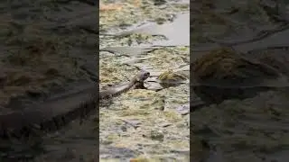 snake video। water snake। snake in the water। beautiful snake।nature point।wildlife।#2021#shorts
