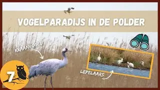 KRAANVOGEL en MEER VOGELS in de POLDER - vogelvlog 7