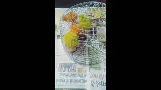 How to feed your chiks ( Step - 3 )  and make them grow fast #viral  #youtube #chiken #life