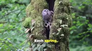 You Won&rsquo;t Believe How Tawny Owls live! #TawnyOwl #NocturnalBirds #Birdwatching #NatureSecrets