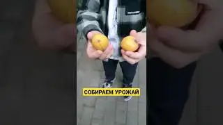 Сочи-мушмула в ценре. Собираем урожай, как и обещал к 1 июня 😁😋 #сочибезводы #жизньсочи