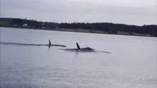 Earth Day Orcas in Penn Cove