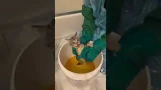 Лечение стригущего лишая у котят. Часть 3: Раствор с известково-серным раствором