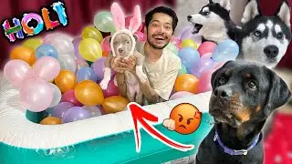 Pitbull vs Rottweiler The Real King of Holi?🚨dog can talk 292 | Husky | Review reloaded