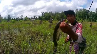Di rawa kalimantan ini banyak ikan gabusnya...!!!