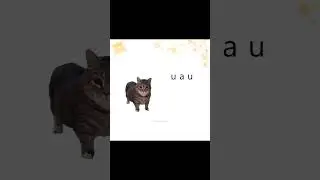 U I A  U I  U A U #blindinglights #theweeknd #meme #fyp #cat #spinningcat #song