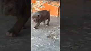 full heavy american bully female puppy 8968179681