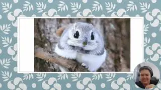 Flying Dwarf Squirrel