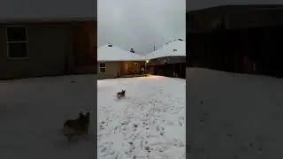 Corgi snow
