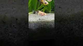 Balloon Molly 🐟 #Shorts #Balloonmolly #Molly @AquariumLiveStream4U