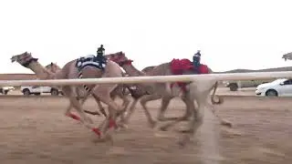 الشوط الرئيسي للقايا قعدان 