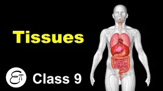 Tissues || in Hindi for Class 9
