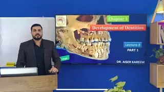 Development of dentition lec.8 part 1 شرح تقويم أسنان للمرحلة الرابعة