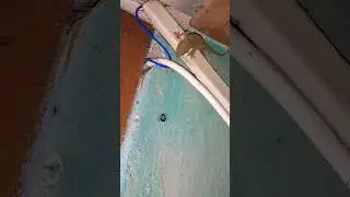 chipkali #video #viral #lizard #tiktiki #chipkali #shorts