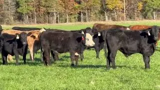 4 Loads 825 lb. Steers   2 3 2026