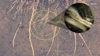 When corn calls for help, nematodes come to the rescue