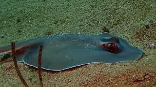 Trygonoptera personata (Masked stingaree)