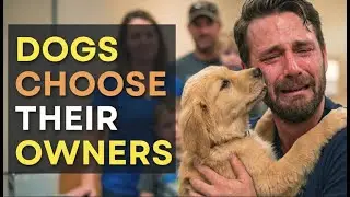 When Dogs Choose Their Humans — Adoption Moments