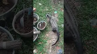 musang pandan jantan #hewanlucu ##hewan #musang #shorts #video viral