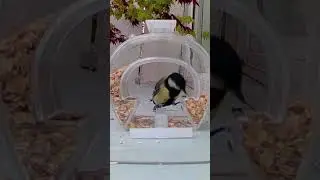 SMART GREAT TIT Spills Seeds Searching for the Perfect Bite | Bird Cam #335