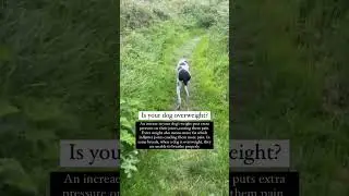 Is Your Dog Overweight? | Tips That Help Them Lose Weight
