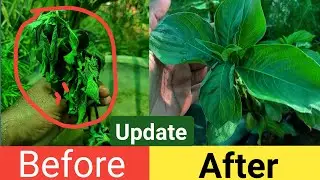 3 Ways to Save an under watered Plant