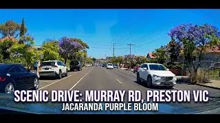 Scenic Drive: Murray Rd, Preston VIC &ndash; Jacaranda Purple Bloom