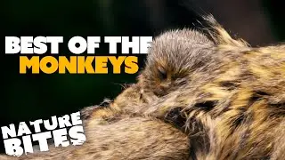 Best of the Monkeys | Nature Bites