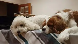 When you're spending too much time with your dogs in self isolation!