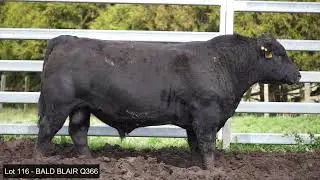Lot 116 - BALD BLAIR Q366 NBBQ366