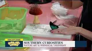 Learn more about the process of pinning and preserving insects