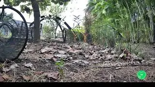 Paw Purr View 🔴 Live Cat TV: Birds & Squirrels at Feeder Table + Cats Hunting in Yard Tunnels