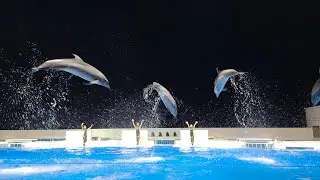 夜空に映えるイルカ！神戸須磨シーワールド 夜のドルフィンパフォーマンス フル動画