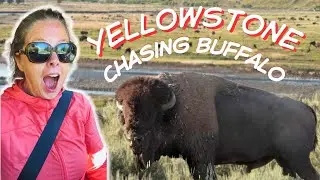 Chasing Buffalo in Lamar Valley at Yellowstone National Park is a Dream Adventure Come True!!!