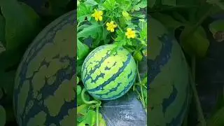 तरबूज की खेती कैसे करें 2025-2026 | 60 दिन में 2लाख कमाये तरबूज कि खेती से Watermelon Farming