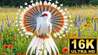 50 самых загадочных птиц мира ~ Успокаивающие звуки природы для глубокого расслабления и сна 🌺