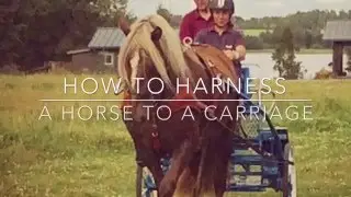 How to harness a horse to a carriage