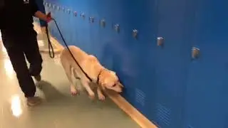 K9 Max narcotics detection training - lockers