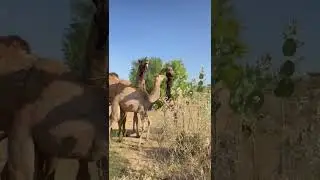 Camel fighting 🤣 sounds style 🤣 village life