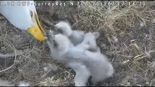 Surrey Reserve featuring Rey, SR10 & SR11 - A nice fish meal - 5-2-25