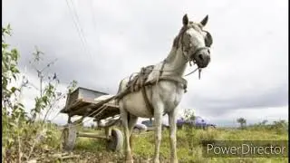 Caballo en el salitral, de Antonio Di Benedetto. 1981