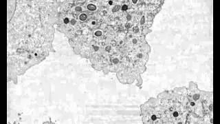 Resurrected giant virus infects amoeba