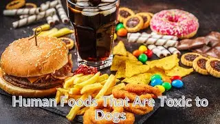 Human Foods That Are Toxic to Dogs