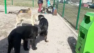 Service Dog Trainining At Home 🏠 Dogs Training Зоопсихолог 🐕 Моя Жизнь Кино 📽 Музей Псов Museum Dogs