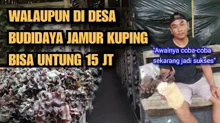 BUDIDAYA JAMUR KUPING OMSET PULUHAN JUTA