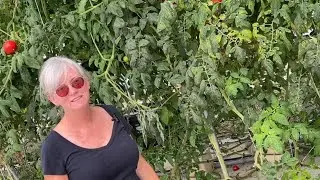 Seeding-Cleaning Hydroponic NFT Channels and pulling the BATO bucket tomatoes. Part 2