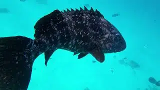 Rankin cod and shark 11