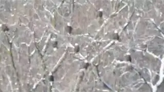 LOCK AND DAM 13 EAGLES IN TREES AND FISHING!!!