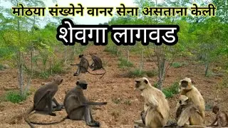 कोकणात पण शेवगा लागवड यशस्वी होऊ शकते, याचे प्रात्यक्षित एकदा नक्की बघा #shevaga#sheti#kokan#gajali